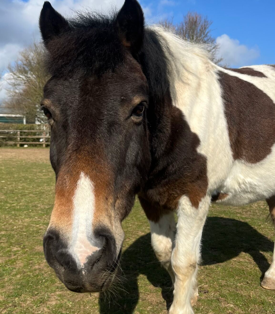 skewbald pony at newmarket pony academy